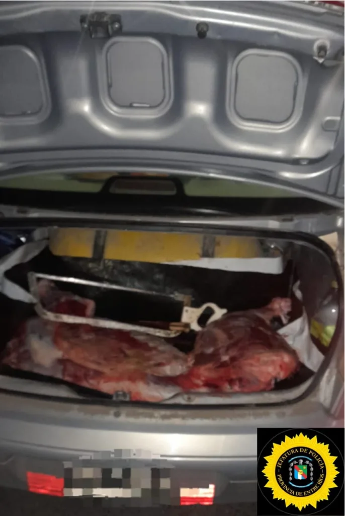 Desbaratan robo de ganado: cayó un joven con media res en el baúl de su auto