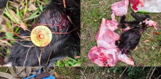 Dos menores fueron detenidos por abigeato tras carneada clandestina