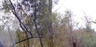 Tragedia en Entre Ríos: despistó en la Autovía 12, chocó con un árbol y murió calcinado