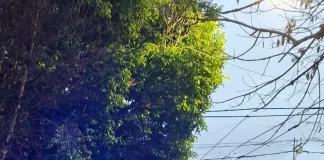 Detenido en flagrancia robando en una obra en construcción en calle Artusi