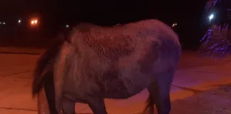 Detenido por maltrato animal: golpeaba a una yegua preñada en la vía pública