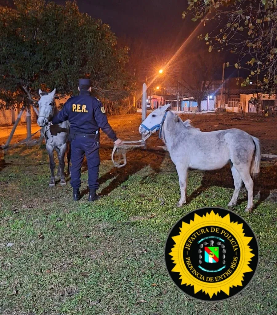 Caballos sueltos en la vía pública: secuestro y multa al propietario