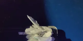 Detienen a una mujer con 14 envoltorios de cocaína en un operativo