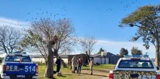 Allanamientos y secuestros en causa por abigeato en Gualeguaychú: recuperan cinco vacunos