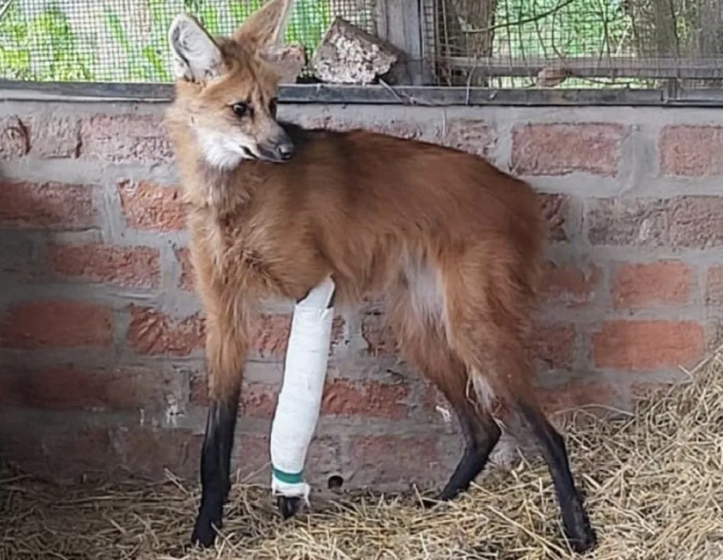 La provincia liberó un ejemplar de aguará guazú tras un exitoso proceso de rehabilitación