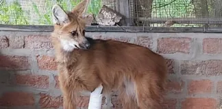 La provincia liberó un ejemplar de aguará guazú tras un exitoso proceso de rehabilitación