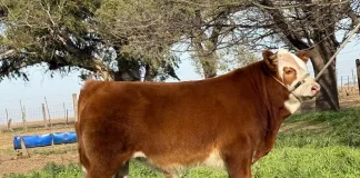 La Cabaña La Fraternidad regresa a la Exposición de Palermo