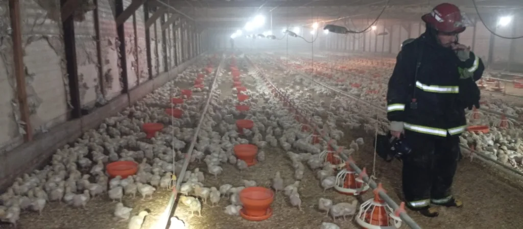 Principio de incendio en una granja de pollos
