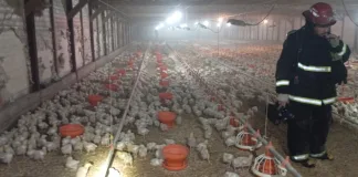 Principio de incendio en una granja de pollos