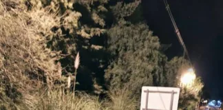 Vehículo impacta contra un vacuno en plena calle