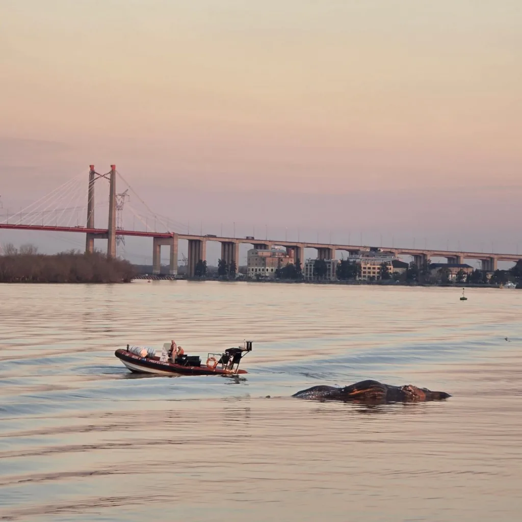 Hallazgo Inusual en el Paraná: Una ballena muerta apareció flotando en Zárate