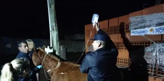 Atienden a caballo en estado crítico en el Barrio 80 Viviendas