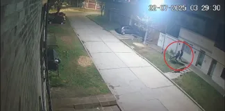 Insólito robo de palmeras frente a un estudio jurídico en Cantera 25