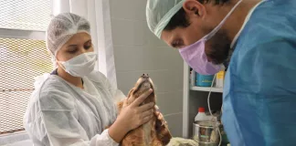 Se realizaron casi 40 castraciones y el quirófano móvil seguirá en Cantera 25