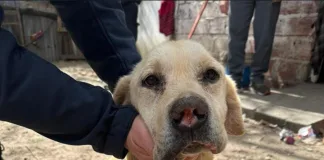 Denuncia por Maltrato Animal: Rescatan a un perro en estado crítico tras un allanamiento