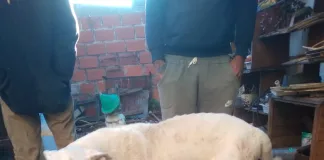 Allanamiento en Concordia por supuesto maltrato: secuestran un perro de raza Dogo Argentino