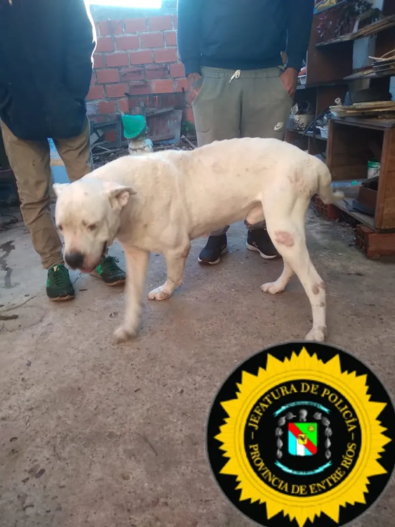 Allanamiento en Concordia por supuesto maltrato: secuestran un perro de raza Dogo Argentino