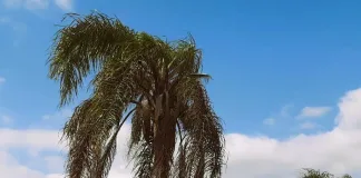 Emitieron alerta amarilla por vientos para este viernes Palmera viento
