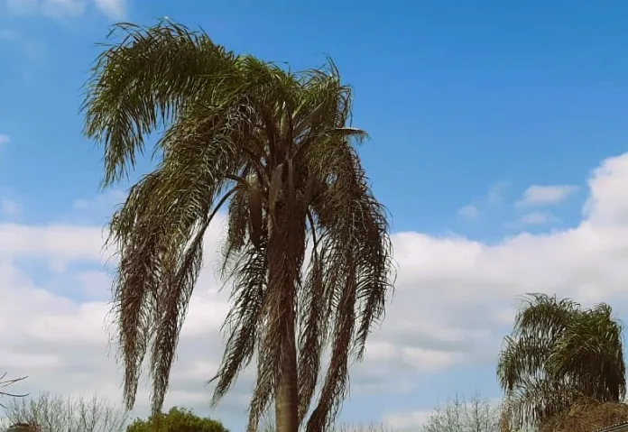 Palmera viento