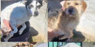 Concordia: Denuncia por Maltrato Animal: 17 Perros Rescatados en Operativo