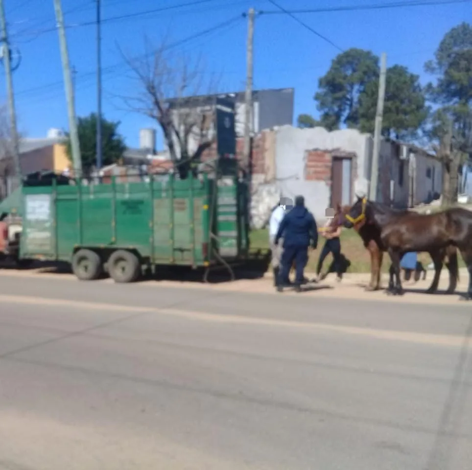 Agresión al Veterinario Municipal en Pleno Operativo: Huida, Persecución y Detención por Parte de la Policía