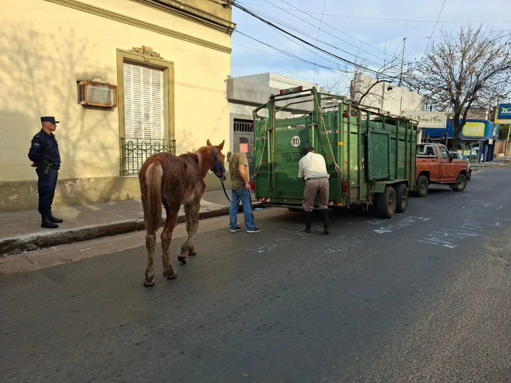 Secuestran un caballo maltratado utilizado para tirar de un carro con basura