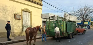 Secuestran un caballo maltratado utilizado para tirar de un carro con basura