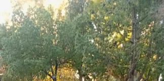 Casi 90 infracciones fueron registradas en una semana