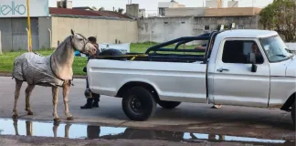 Gualeguaychú: Llevaba un caballo atado a su camioneta y fue denunciado por vecinos