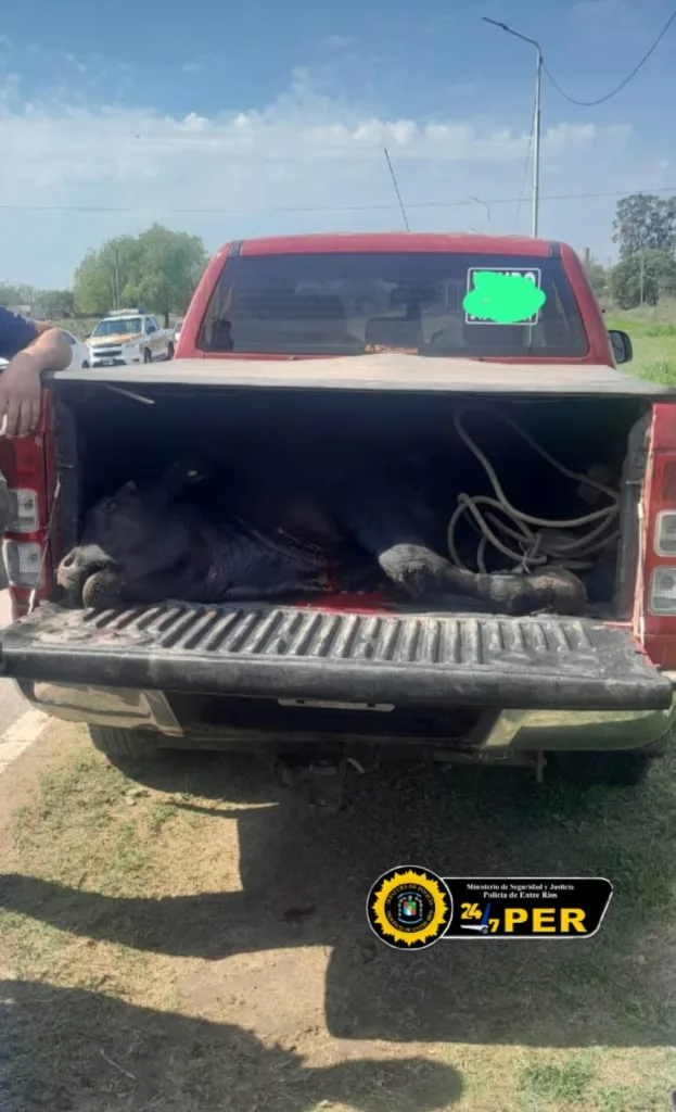 Sorpresa en el control: Detectan que transportaba un animal faenado