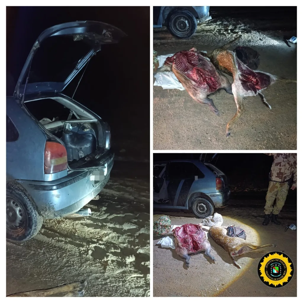Infracción a la Ley de Caza: Decomisan cría de ciervo con vida y animales eviscerados en operativo nocturno