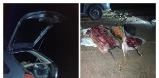 Infracción a la Ley de Caza: Decomisan cría de ciervo con vida y animales eviscerados en operativo nocturno