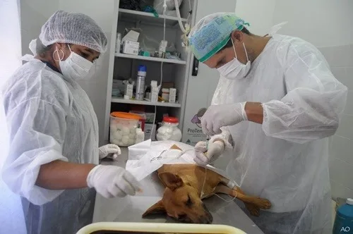 Se realizaron casi 50 castraciones y el  quirófano móvil seguirá en Villa Itapé