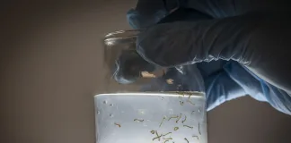 Ante la presencia de lluvias en la provincia, Salud recuerda las medidas de prevención del dengue