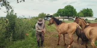 Rescataron caballos que estaban sueltos en la vía pública