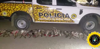 Caza furtiva en Entre Ríos: decomisan 35 vizcachas en operativo rural