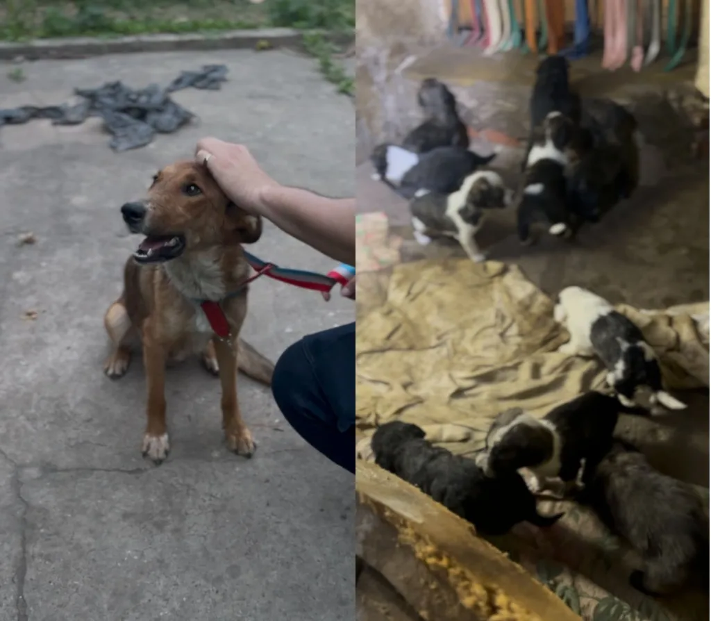 Operativo policial permitió rescatar a 12 perros en condiciones deplorables en la zona oeste