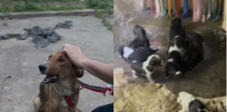 Operativo policial permitió rescatar a 12 perros en condiciones deplorables en la zona oeste