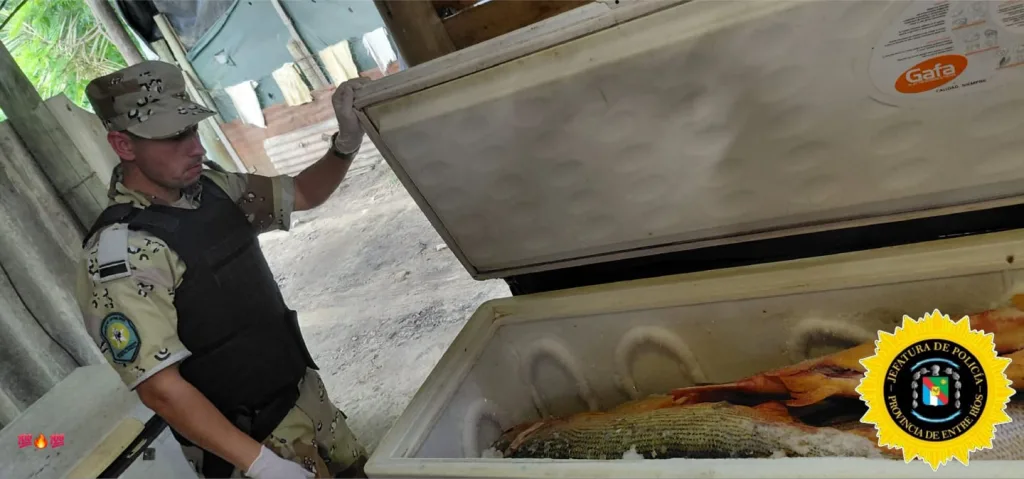 Allanamiento en Villaguay: decomisan más de una tonelada de pescado en infracción a leyes provinciales de pesca y protección del dorado