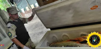 Allanamiento en Villaguay: decomisan más de una tonelada de pescado en infracción a leyes provinciales de pesca y protección del dorado