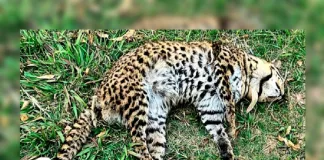Ruta 11: Hallan un ocelote atropellado en Gualeguay, una especie en peligro