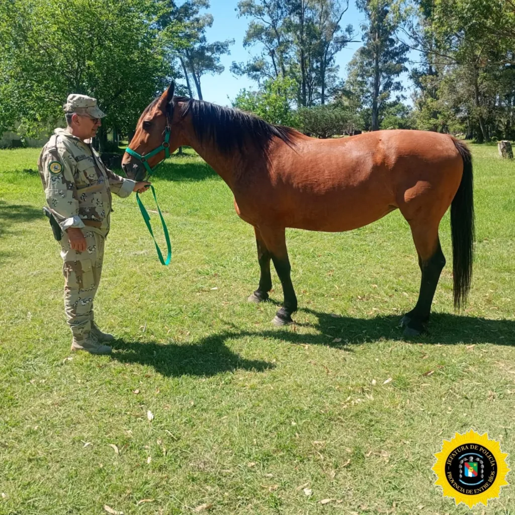 La Brigada de Villaguay recuperó un equino robado y lo restituyó a su propietario
