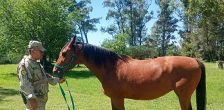 La Brigada de Villaguay recuperó un equino robado y lo restituyó a su propietario