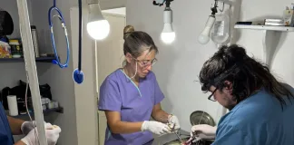 Se realizaron casi 70 castraciones y el quirófano móvil se trasladará al barrio San Isidro