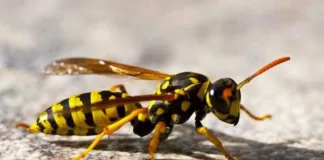 Un hombre murió tras sufrir la picadura de una avispa