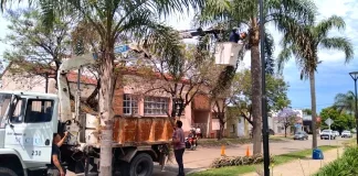Poda preventiva de las palmeras para proteger el arbolado urbano