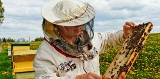 Producción: Recuerdan la obligatoriedad del Registro Nacional de Apicultores