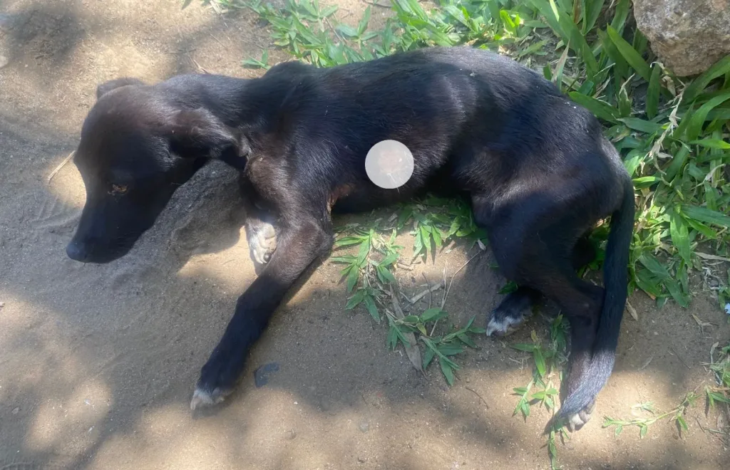 Rescatan a un perro víctima de maltrato