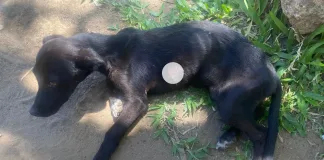 Rescatan a un perro víctima de maltrato