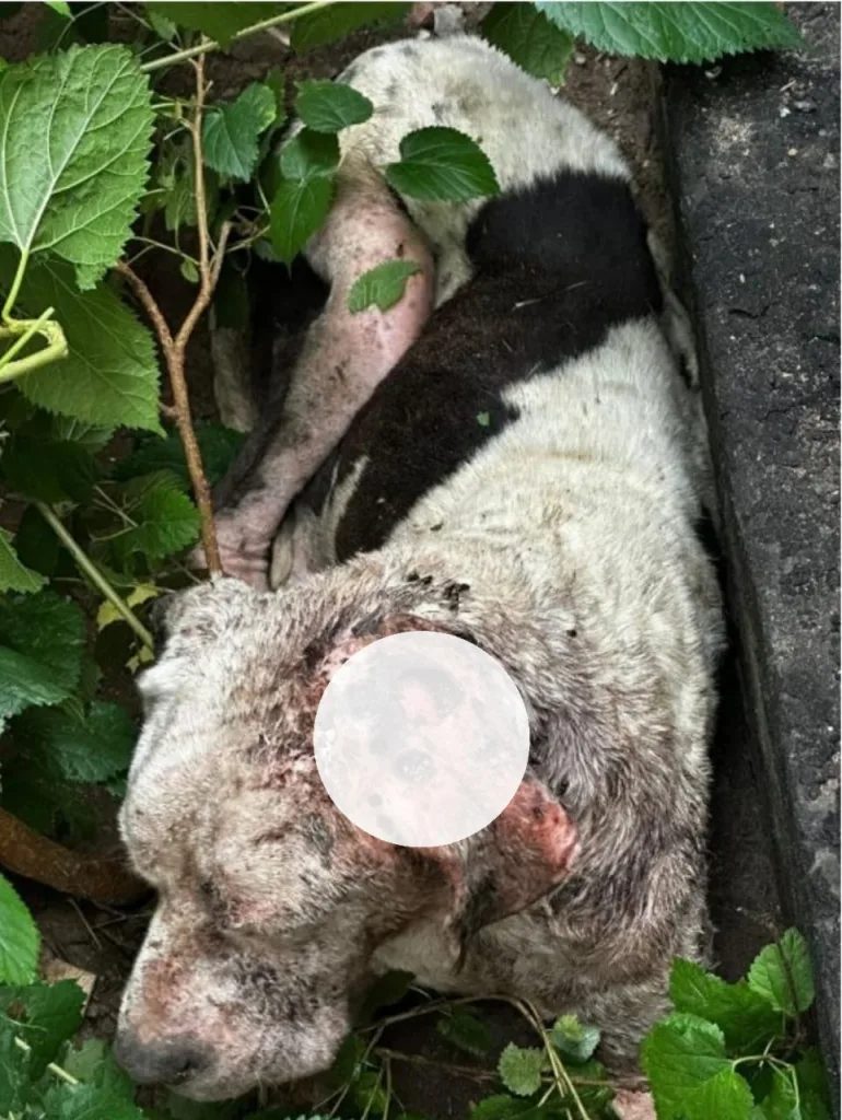 Allanamiento por maltrato animal: rescatan a un perro en grave estado de abandono